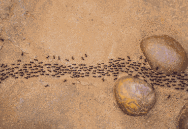 Ants Control