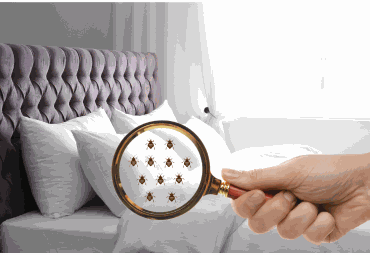 Bed Bugs Treatment