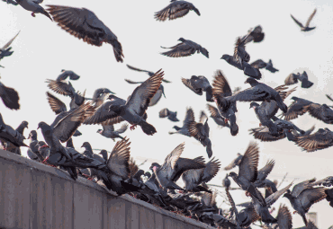 Bird Nesting Control