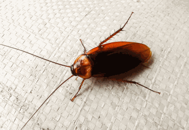 Cockroach Control