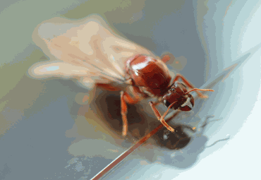 Termite Control