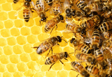 Honey Bee Control