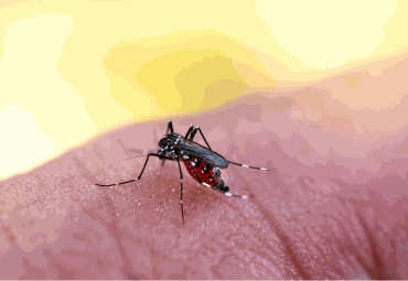 Mosquito Control
