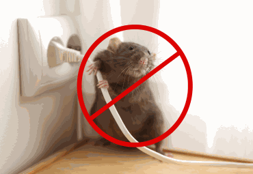 Rats Control