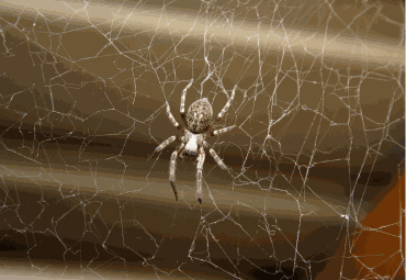 Spider Control