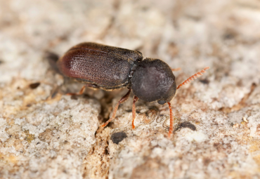 Wood Borer Control